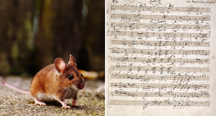 [서울=뉴시스] 도쿄대의 한 연구팀이 쥐도 인간과 같은 박자감각을 가지고 있다는 사실을 밝혀냈다고 미국 뉴욕포스트가 13일(현지시간) 보도했다. 2022.11.14. *재판매 및 DB 금지