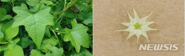 [세종=뉴시스] 뚜껑덩굴(왼쪽)과 꽃(오른쪽). (사진= 국립낙동강생물자원관 제공)