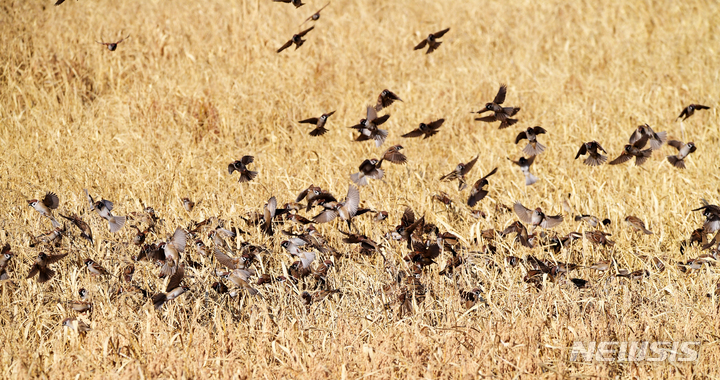 [남해=뉴시스] 차용현 기자 = 15일 오후 경남 남해군 이동면 인근 들녘에서 참새 한 무리가 벼를 수확하지 않은 자투리 논 주위를 날아다니며 먹이 활동을 하고 있다. 2022.11.15. con@newsis.com
