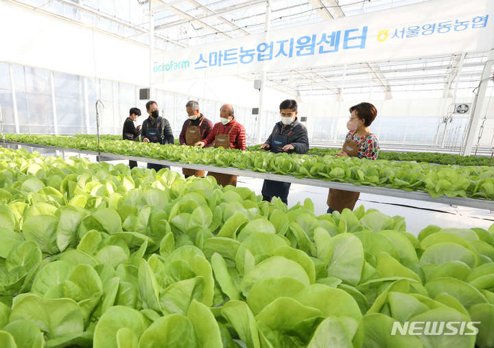 [서울=뉴시스] 김금보 기자 = 도시농부들이 16일 오전 서울 서초구 내곡동 1-1441 일원에 개장한 서울 영동농협 스마트농업지원센터에서 농작물을 돌보고 있다. 2022.11.16. kgb@newsis.com