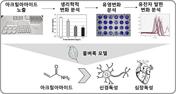 [대전=뉴시스] 물벼룩 모델을 이용한 아크릴아마이드의 신경 및 심장독성 평가 모식도. *재판매 및 DB 금지