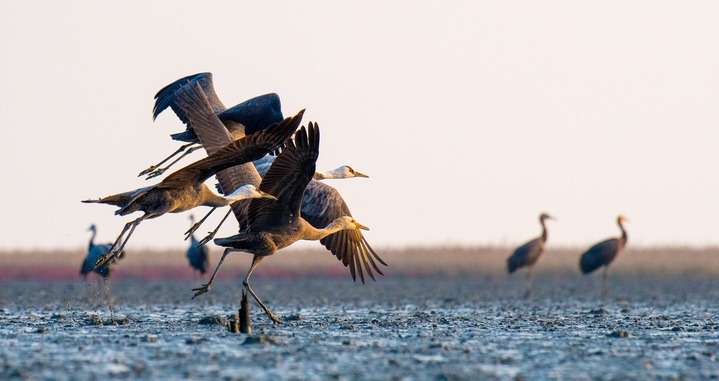 순천만 갯벌 흑두루미 *재판매 및 DB 금지