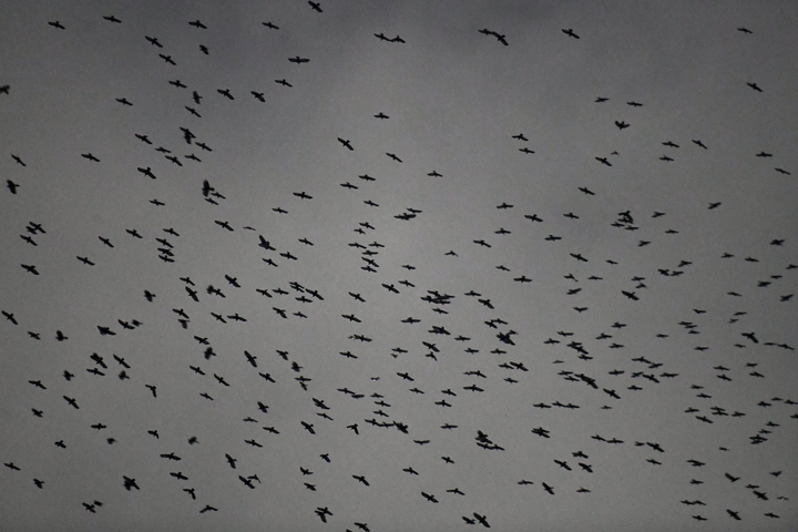 [수원=뉴시스] 까마귀떼로 인해 피해를 호소하는 이들이 많다. 사진은 지난 2020년 2월13일 경기 수원시내 출몰한 떼까마귀. (사진=수원시 제공) 2020.02.13. photo@newsis.com *재판매 및 DB 금지