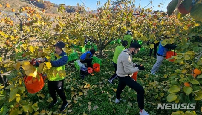 [광주=뉴시스]농협전남지역본부(본부장 박서홍)는 생산량 증가 및 가격하락으로 힘들어하는 영암군 금정면 대봉감 재배 농가를 방문해 농촌일손돕기와 함께 수확한 대봉감을 직접 구입해 농가에 큰 도움을 주었다고 20일 밝혔다. 