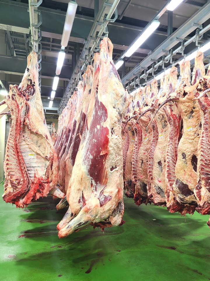 [나주=뉴시스] 농협경제지주 나주축산물공판장 내 전남산 한우 홍콩 수출 도축장 내부 모습. (사진=전남도 제공) 2022.11.21. photo@newsis.com *재판매 및 DB 금지