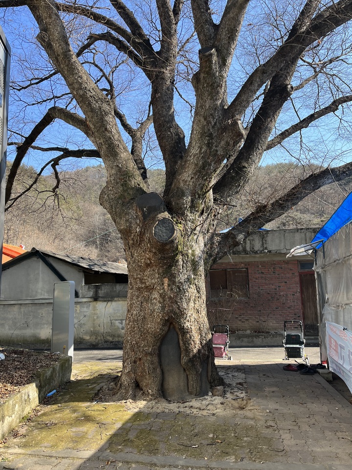 [서울=뉴시스] 충청권 느티나무 노거수 생육환경 변형 사례 (사진=문화재청 제공) 2022.11.23. photo@newsis.com *재판매 및 DB 금지