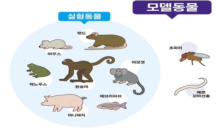모델동물은 실험동물보다 포괄적인 개념으로, 실험을 목적으로 사용·사육되는 유전자변형 및 야생형을 포함한 모든 동물을 뜻한다. (사진=과학기술정보통신부 제공) *재판매 및 DB 금지