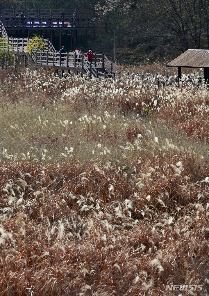 [대구=뉴시스] 이무열 기자 = 24일 오후 대구 달서구 대명유수지를 찾은 시민들이 억새 산책로를 거닐며 늦가을 정취를 느끼고 있다. 2022.11.24. lmy@newsis.com