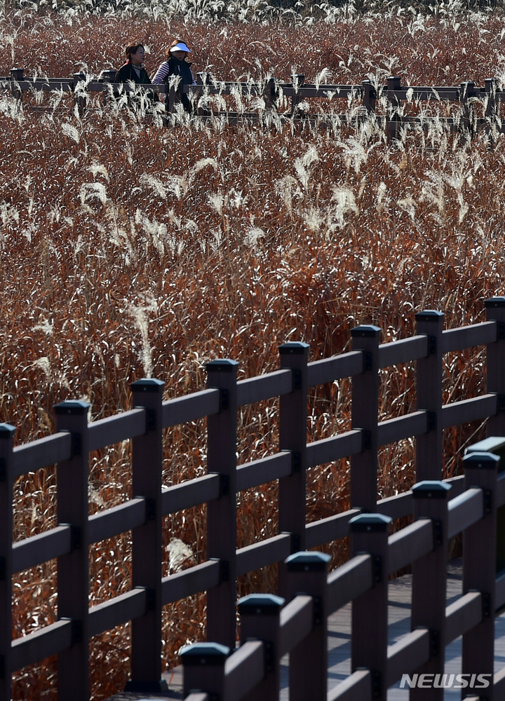 [대구=뉴시스] 이무열 기자 = 24일 오후 대구 달서구 대명유수지를 찾은 시민들이 억새 산책로를 거닐며 늦가을 정취를 느끼고 있다. 2022.11.24. lmy@newsis.com