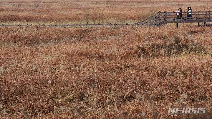 [대구=뉴시스] 이무열 기자 = 24일 오후 대구 달서구 대명유수지를 찾은 시민들이 억새 산책로를 거닐며 늦가을 정취를 느끼고 있다. 2022.11.24. lmy@newsis.com