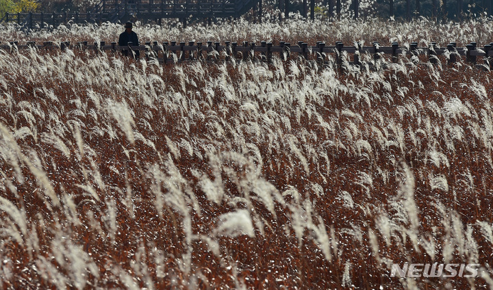 [대구=뉴시스] 이무열 기자 = 24일 오후 대구 달서구 대명유수지를 찾은 한 시민이 억새 산책로를 거닐며 늦가을 정취를 느끼고 있다. 2022.11.24. lmy@newsis.com