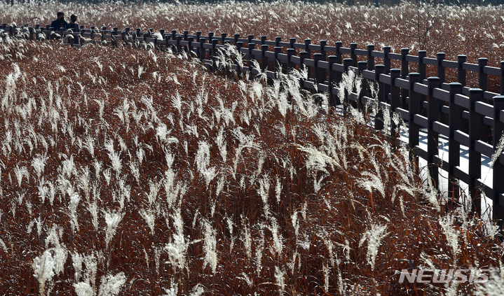 [대구=뉴시스] 이무열 기자 = 24일 오후 대구 달서구 대명유수지를 찾은 시민들이 억새 산책로를 거닐며 늦가을 정취를 느끼고 있다. 2022.11.24. lmy@newsis.com