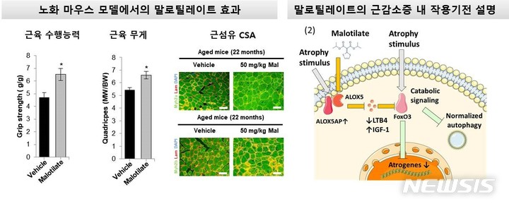 [광주=뉴시스] 배상현기자=지스트(GIST·광주과학기술원)는 생명과학부 다런 윌리엄스(Darren Williams) 교수 연구팀 발굴한 약물 효과도. (사진=지스트 제공). 2022.11.18praxis@newsis.com