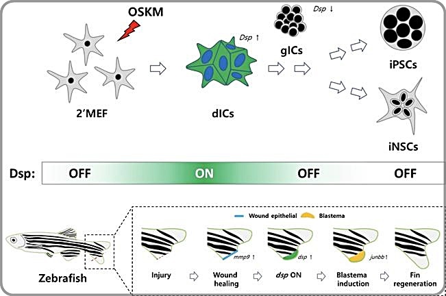 [대전=뉴시스] 세포 리프로그래밍과 조직 재생의 주요 공통 인자 'Dsp'의 작용에 관한 모식도. (위)리프로그래밍 과정 중에 Dsp를 발현하는 중간단계세포(dIC)가 형성되고 이어 과립형의 중간단계세포(gIC)가 형성된다. (아래)제브라피시의 지느러미 재생과정에서 Dsp 발현을 억제시키면 아체 형성과 지느러미의 재생이 억제된다. *재판매 및 DB 금지