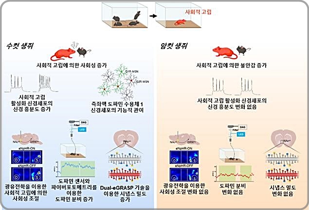 [대전=뉴시스] 사회적 고립에 의한 사회성 변화 원리 규명. 사회적 고립 이후 도파민 분비가 수컷 생쥐에서 유의미하게 증가하는게 관찰되며 시냅스 단위에서의 구조적인 변화를 분석하면 수컷 생쥐에서만 사회적 고립에 의해 시냅스 밀도가 증가하는 것이 확인된다. *재판매 및 DB 금지