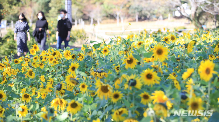 [제주=뉴시스] 우장호 기자 = 겨울비가 내리기 전 포근한 날씨를 보이는 28일 오후 제주시 항몽유적지에 여름꽃인 해바라기가 활짝 피어나 시선을 끌고 있다. 기상청에 따르면 이날 제주시 낮 최고기온은 27.4도를 기록, 관측이 시작된 1923년 이후 11월 중 가장 높은 기온을 나타냈다. 2022.11.28. woo1223@newsis.com