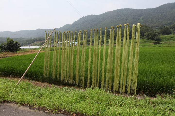 서천 한산모시 전통농업이 국가중요농업유산으로 지정됐다. 수확한 모시를 말리는 모습. 2022. 11. 29 서천군 *재판매 및 DB 금지