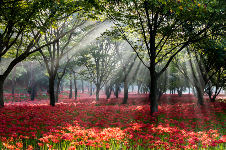 영광 불갑사관광지. (사진=한국관광공사 제공) photo@newsis.com *재판매 및 DB 금지