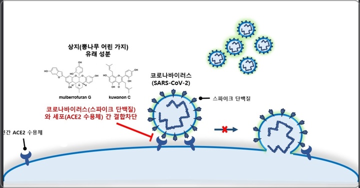 [대전=뉴시스] 한약재인 뽕나무 어린 가지가 코로나바이러스 감염을 효과적으로 억제하는 모식도. *재판매 및 DB 금지