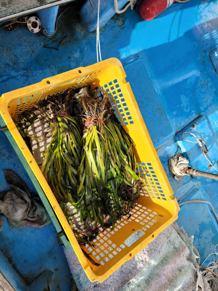[창원=뉴시스] 강경국 기자 = 경남 창원특례시 마산합포구 진동만 다구리 해역에 가자미류 산란·서식장 조성 사업의 일환으로 잘피숲 8만8000주(2.88ha) 이식이 진행된다. (사진=창원시청 제공). 2022.11.30. photo@newsis.com *재판매 및 DB 금지
