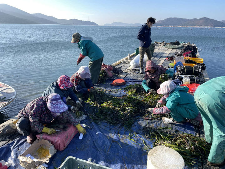 [창원=뉴시스] 강경국 기자 = 경남 창원특례시 마산합포구 진동만 다구리 해역에 가자미류 산란·서식장 조성 사업의 일환으로 잘피숲 8만8000주(2.88ha) 이식이 진행된다. (사진=창원시청 제공). 2022.11.30. photo@newsis.com *재판매 및 DB 금지