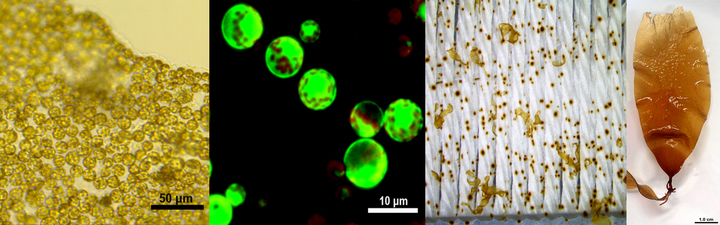 [광주=뉴시스] 류형근 기자 = 조선대학교는 조태오 자연과학·공공보건안전대학 교수가 종묘생산 과정 없는 미역 양식법을 개발해 과학저널 특허 등록했다고 30일 밝혔다. (사진=조선대학교 제공). photo@newsis.com *재판매 및 DB 금지