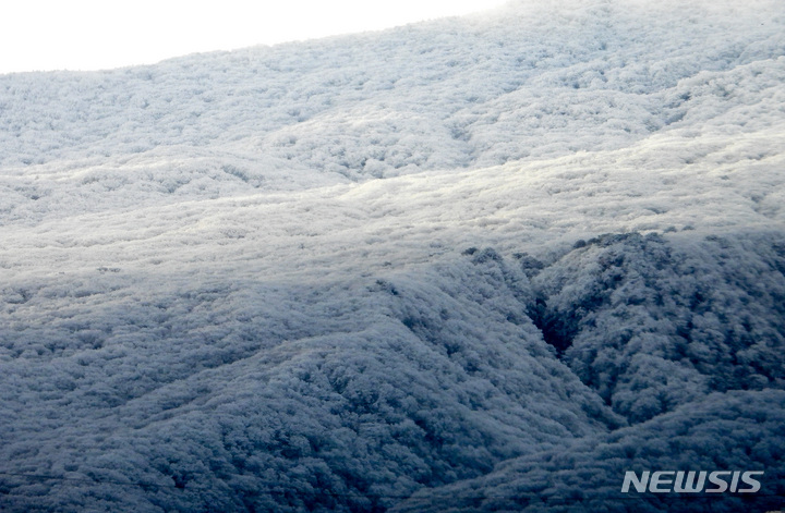 [제주=뉴시스] 우장호 기자 = 매서운 추위가 이어지는 1일 오전 제주 한라산 자락에 얼음꽃으로 불리는 '상고대'가 피어나 아름다운 광경을 선보이고 있다. 2022.12.01. woo1223@newsis.com