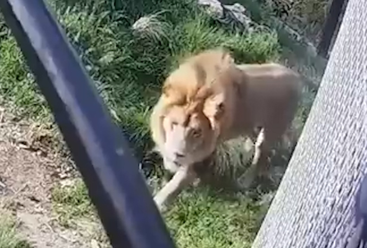 지난 11월 2일(현지시간) 오전 호주 시드니 타롱가 동물원에서 수컷 사자 '아토'가 사육장 울타리 틈으로 탈출했다가 다시 돌아온 모습. 출처: Taronga Zoo *재판매 및 DB 금지