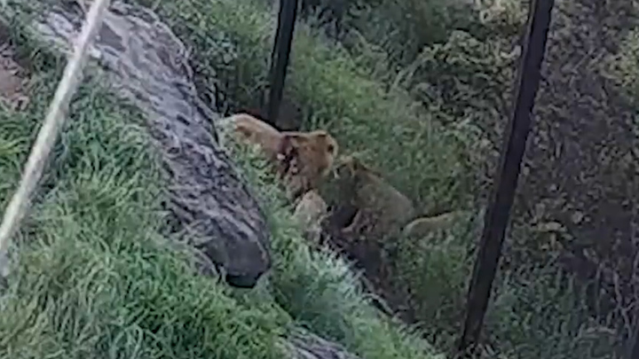 지난 11월2일(현지시간) 호주 시드니 타롱가 동물원 사육장에서 수컷 사자 1마리와 새끼 사자 4마리가 철조망 울타리 틈 사이로 빠져나가는 모습. 출처: Taronga Zoo *재판매 및 DB 금지