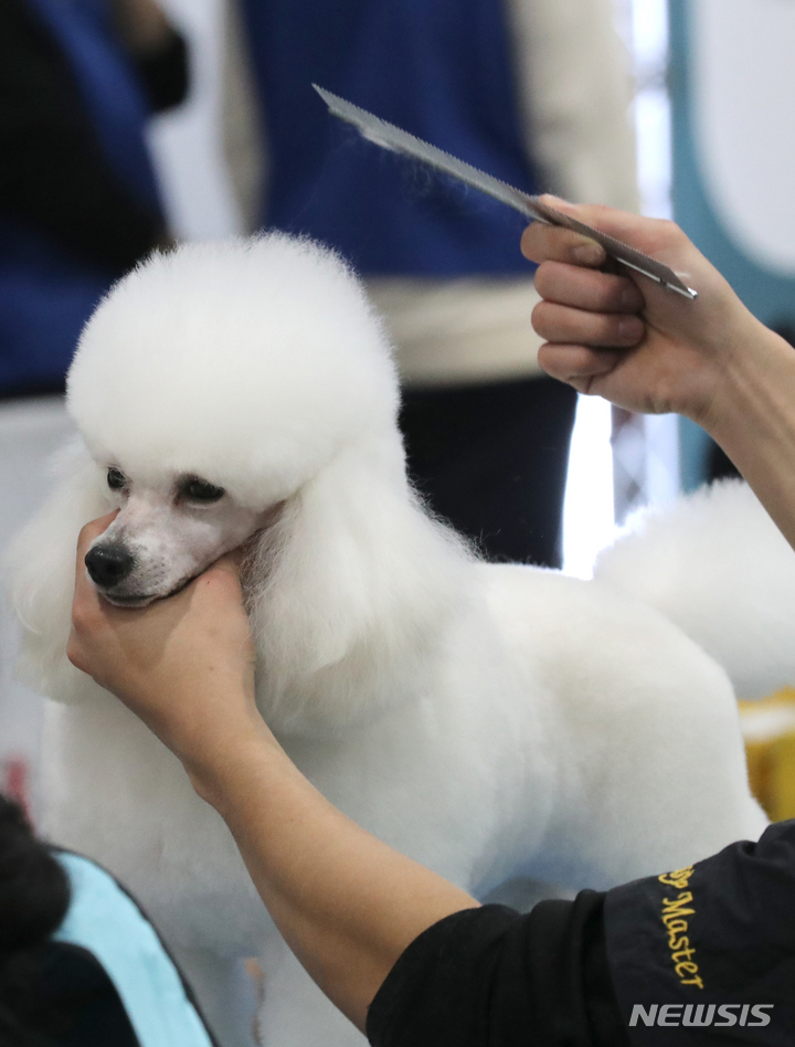 [서울=뉴시스] 김금보 기자 = 2일 서울 서초구 at센터에서 열린 '제100회 KFF 전국 애견미용 콘테스트'에서 참가자들이 실력을 뽐내고 있다. 2022.12.02. kgb@newsis.com