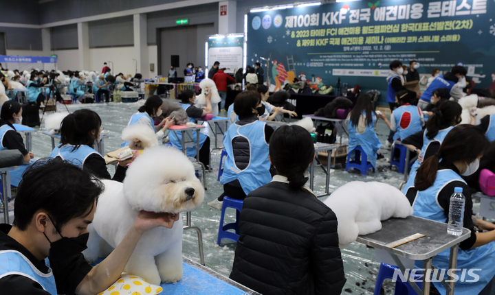 [서울=뉴시스] 김금보 기자 = 2일 서울 서초구 at센터에서 열린 '제100회 KFF 전국 애견미용 콘테스트'에서 참가자들이 실력을 뽐내고 있다. 2022.12.02. kgb@newsis.com