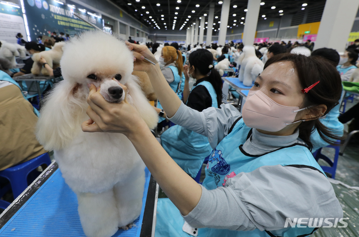 [서울=뉴시스] 김금보 기자 = 2일 서울 서초구 at센터에서 열린 '제100회 KFF 전국 애견미용 콘테스트'에서 참가자들이 실력을 뽐내고 있다. 2022.12.02. kgb@newsis.com