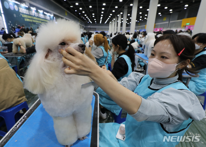 [서울=뉴시스] 김금보 기자 = 2일 서울 서초구 at센터에서 열린 '제100회 KFF 전국 애견미용 콘테스트'에서 참가자들이 실력을 뽐내고 있다. 2022.12.02. kgb@newsis.com