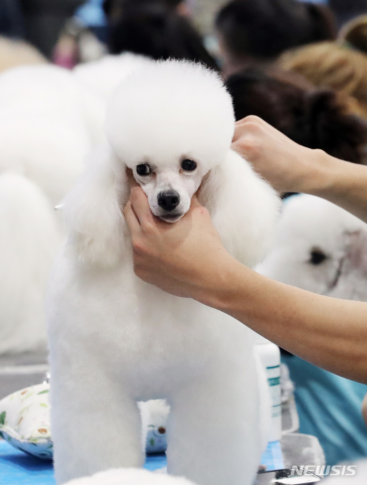 [서울=뉴시스] 김금보 기자 = 2일 서울 서초구 at센터에서 열린 '제100회 KFF 전국 애견미용 콘테스트'에서 참가자들이 실력을 뽐내고 있다. 2022.12.02. kgb@newsis.com