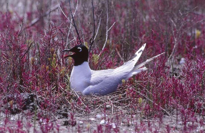 [서울=뉴시스] 알을 품고 있는 검은머리갈매기(사진=국립생태원 제공) *재판매 및 DB 금지 *재판매 및 DB 금지