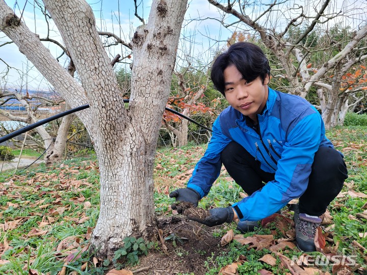 [영암=뉴시스] 농림축산식품부가 주관한 '2022년 대한민국 대표과일 선발대회'에서 '단감'으로 대상을 받은 영암 청년농부 김영재씨가 토양을 살펴보고 있다. (사진=전남도 제공) 2022.12.04. photo@newsis.com