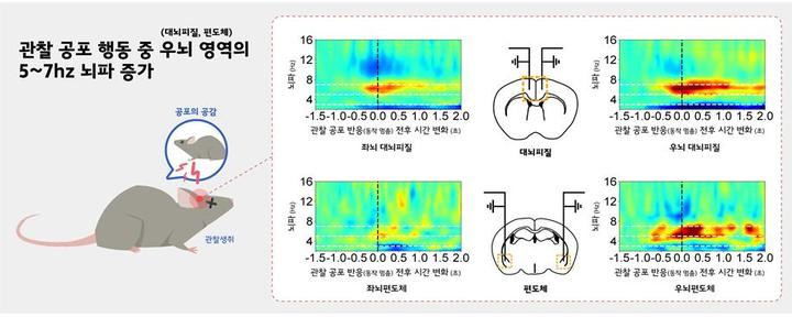 [대전=뉴시스] 우측 대뇌피질 부위 5~7㎐ 뇌파를 특이적으로 억제하면 생쥐의 관찰 공포 행동이 억제되고 대뇌피질-편도체 영역의 뇌파 동기화가 감소됐다. 이는 우측 대뇌피질 부위의 5~7㎐ 진동수의 뇌파가 공감 기능을 위해 반드시 필요하다는 의미다. *재판매 및 DB 금지