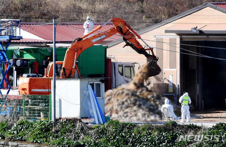 [함평=뉴시스] 이영주 기자 = 5일 오후 방역당국이 고병원성 조류인플루엔자(AI) 확진 사례가 확인된 전남 함평군 한 산란계 농장에서 살처분 작업을 하고 있다. 2022.12.05. leeyj2578@newsis.com