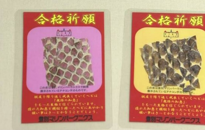 [서울=뉴시스] 일본의 한 수족관에서 뱀의 껍질로 만든 '수험생 합격' 부적. (사진출처: NHK) 2022.12.06. *재판매 및 DB 금지