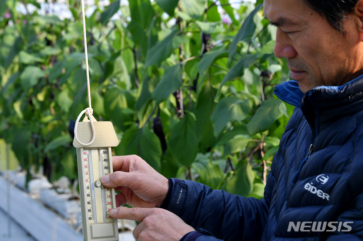 광주 광산구 삼도동 한 가지 재배 시설 하우스 농가가 난방으로 섭씨 25도가 측정된 온도계를 보여주고 있다. (사진=뉴시스DB)