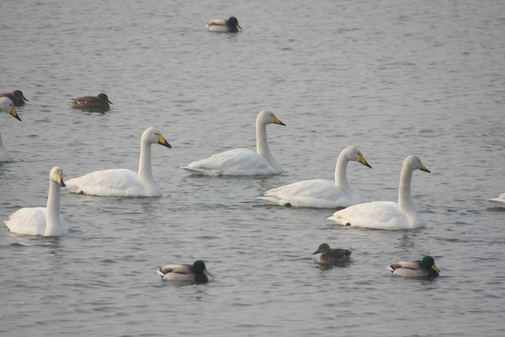 안동 백조공원에서 고니와 원앙이 함께 유영하고 있다. (사진=안동시 제공) *재판매 및 DB 금지