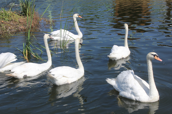 안동 백조공원에서 고니들이 유영하고 있다. (사진=안동시 제공) *재판매 및 DB 금지