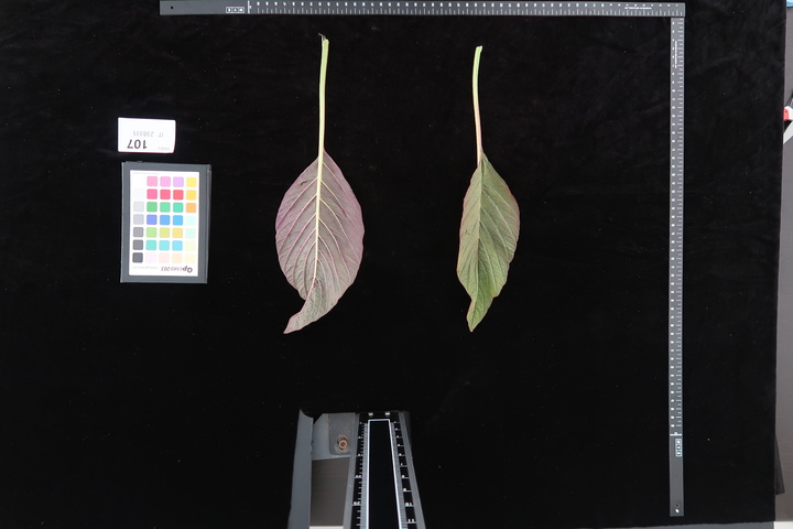 [세종=뉴시스] 기후변화 대응 신소득 작물 아마란스 잎. (사진=농촌진흥청 제공) *재판매 및 DB 금지
