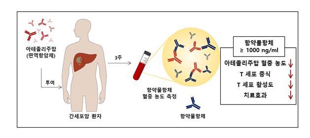 [대전=뉴시스] 항약물항체의 혈중 농도 측정을 통한 치료효과 예측 기전. 간세포암 환자에게 아테졸리주맙 투여 뒤 3주 후 혈중 항약물항체 농도를 측정한 결과, 항약물항체의 혈중농도가 높게 나타난 환자는 T 세포 증식, T 세포 활성도 등이 낮다. *재판매 및 DB 금지