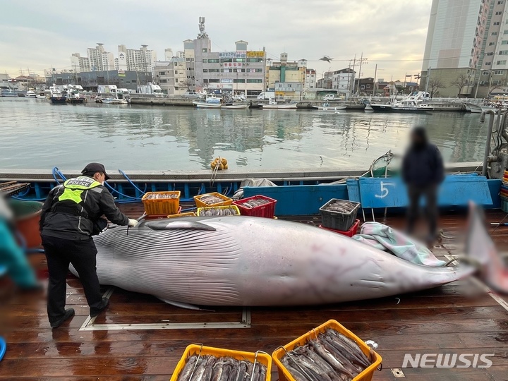 [포항=뉴시스] 안병철 기자 = 8일 오전 3시 40분께 경북 포항시 남구 호미곶면 구만리 인근 해상에서 그물에 걸려 죽은 밍크고래가 1억 1520만원에 거래됐다. (사진=포항해양경찰서 제공) 2022.12.08. photo@newsis.com