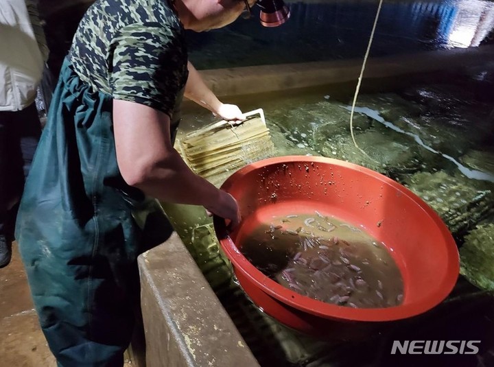 [서울=뉴시스] 홍해삼 종자 13만 마리 방류.