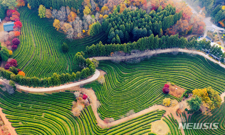 카타르 월드컵 전남 홍보 관광지 보성 대한다원. (사진=전남도 제공) 2022.12.09. photo@newsis.com