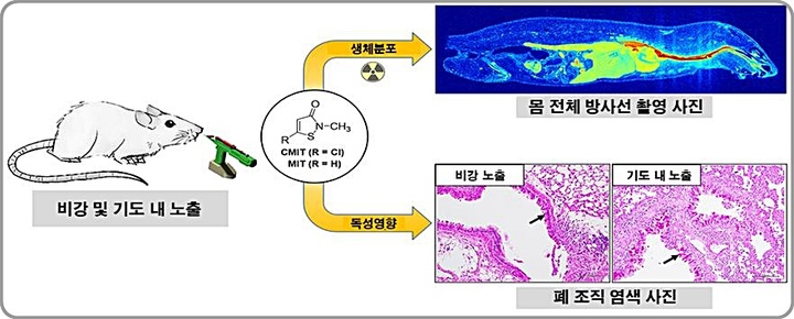 [대전=뉴시스] CMIT와 MIT의 체내 거동과 독성 평가 연구 결과. 방사성동위원소가 표지된 CMIT/MIT 물질을 비강과 기도 노출을 실시하면 생체 내 방사능 농도를 통해 몸 전체로 분포된 것을 확인할 수 있다(위). 폐 조직 염색 사진을 통해 화살표 방향으로 염증 물질이 축적돼 있는게 관찰돼 폐의 손상이 확인된다.(아래) *재판매 및 DB 금지
