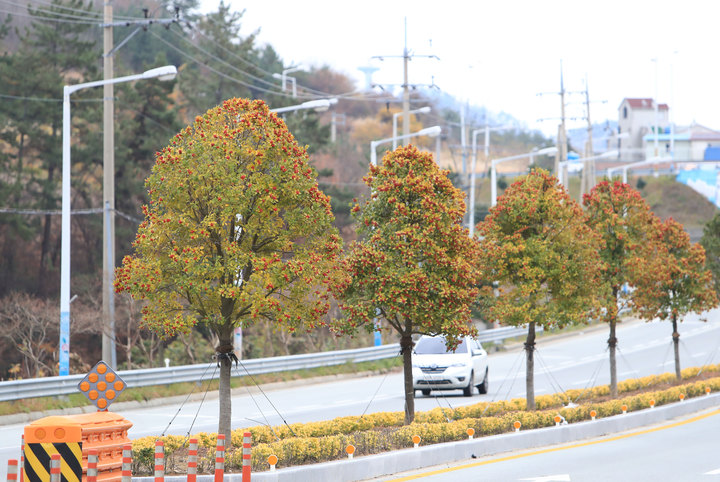 완도군은 13일 국도 77호선 ‘완도호랑가시나무 길’이 산림청 주관 ‘모범 도시숲’ 인증을 획득했다고 밝혔다. *재판매 및 DB 금지