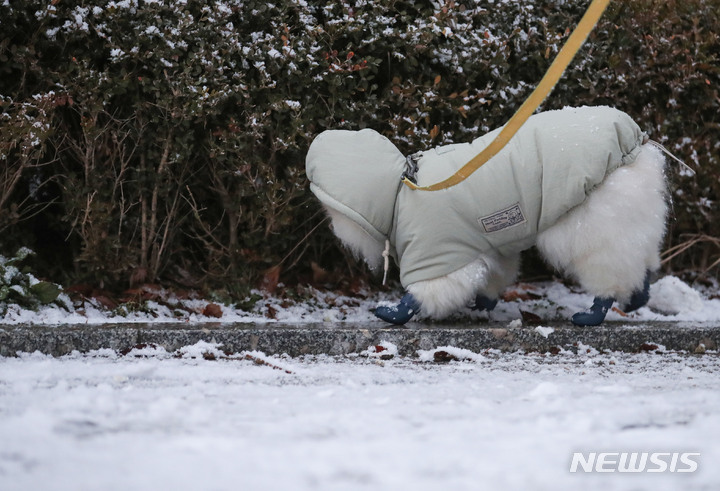 [서울=뉴시스] 권창회 기자 = 눈이 내리는 13일 오후 서울 송파구 책박물관 인근 놀이터에서 강아지가 산책을 하고 있다. 기상청은 내일까지 중부지방을 중심으로 최대 10cm의 많은 눈이 내린 후 강력한 한파가 온다고 예보했다. 2022.12.13. kch0523@newsis.com